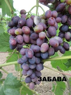 Виноград дарий