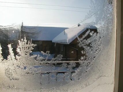 Иней домашняя