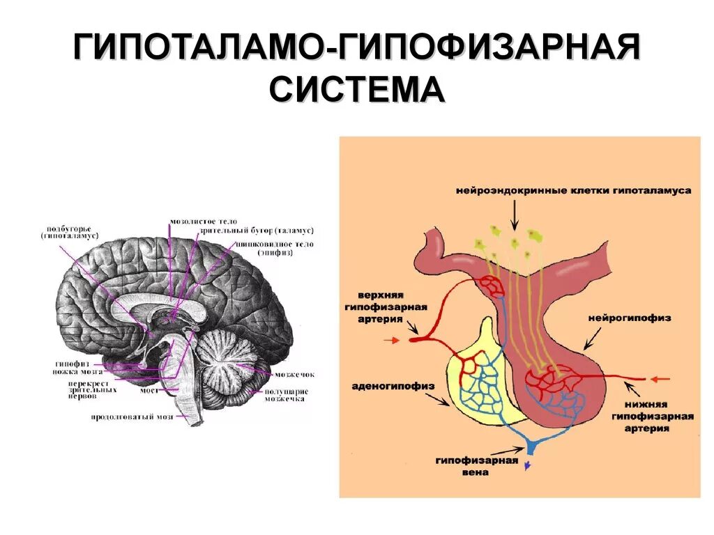 Гипофиз эндокринной. Гипоталамо-гипофизарная система гормоны схема. Гипоталамо-гипофизарная система регуляции эндокринной деятельности. Схема влияния органов гипоталамо - гипофизарной системы. Гипоталамус и гипофиз схема.