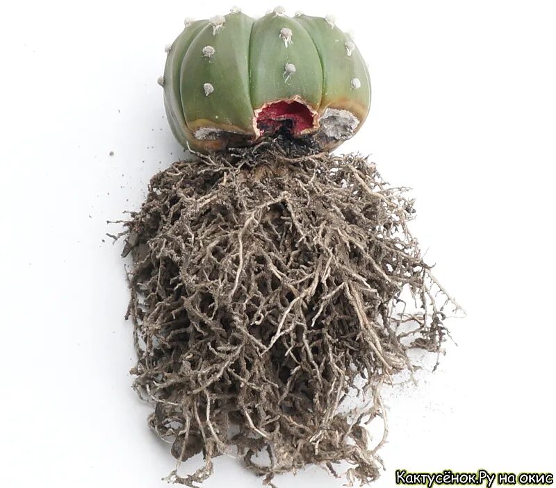 Корни кактуса. Корни кактуса домашнего. корневище кактуса. загнили корни кактуса.