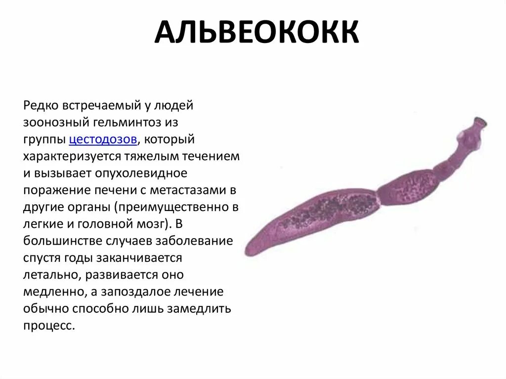 Эхинококки симптомы у людей лечение. Альвеококк печени симптомы. Строение альвеолярного эхинококка. Альвеолярный эхинококкоз печени. Alveococcus multilocularis заболевание локализация.