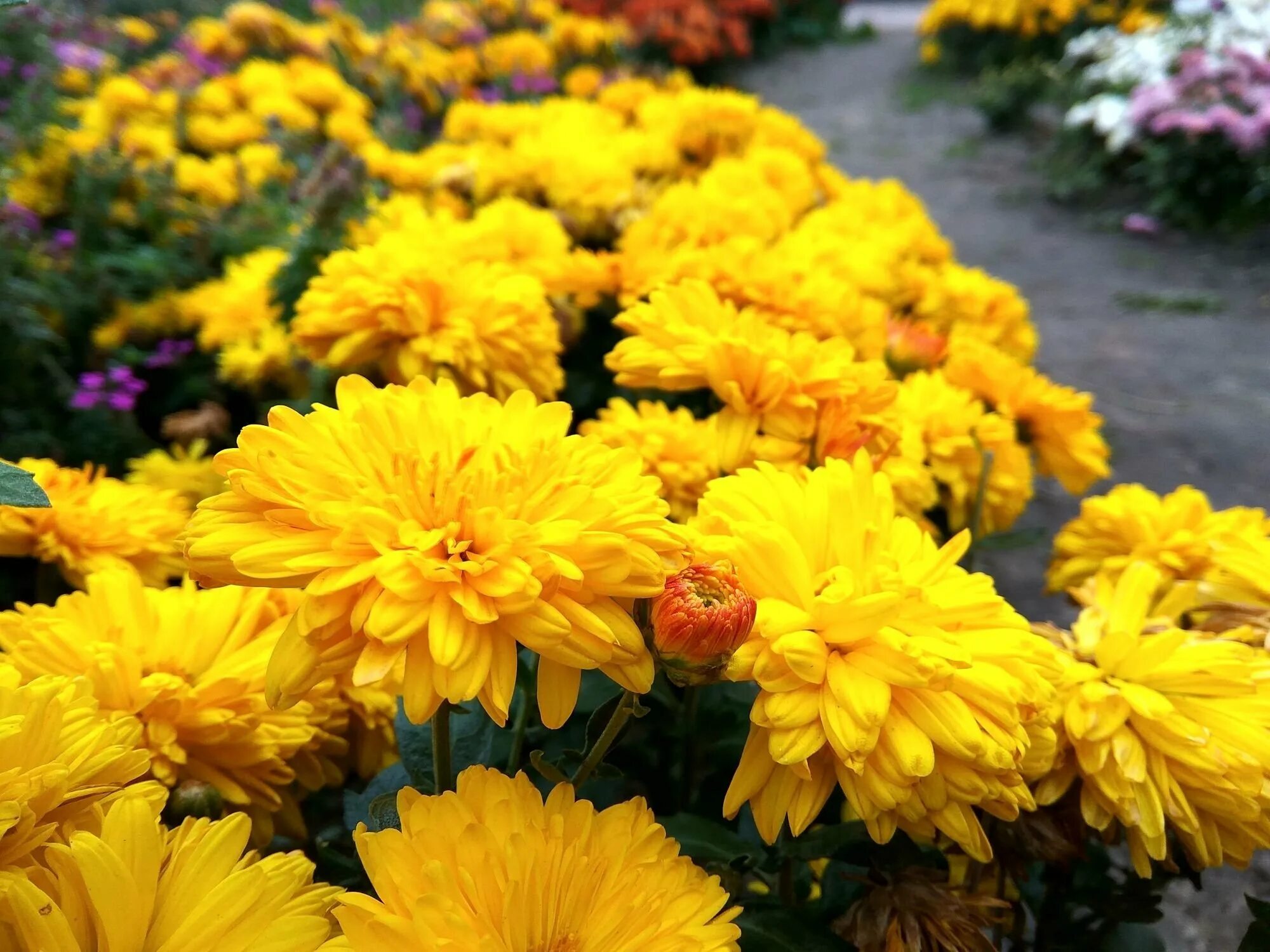 Хризантема книпскис. Желтые корейские хризантемы. Хризантема хейди еллоу. Compic yellow корейская хризантема. Хризантема корейская пектораль.