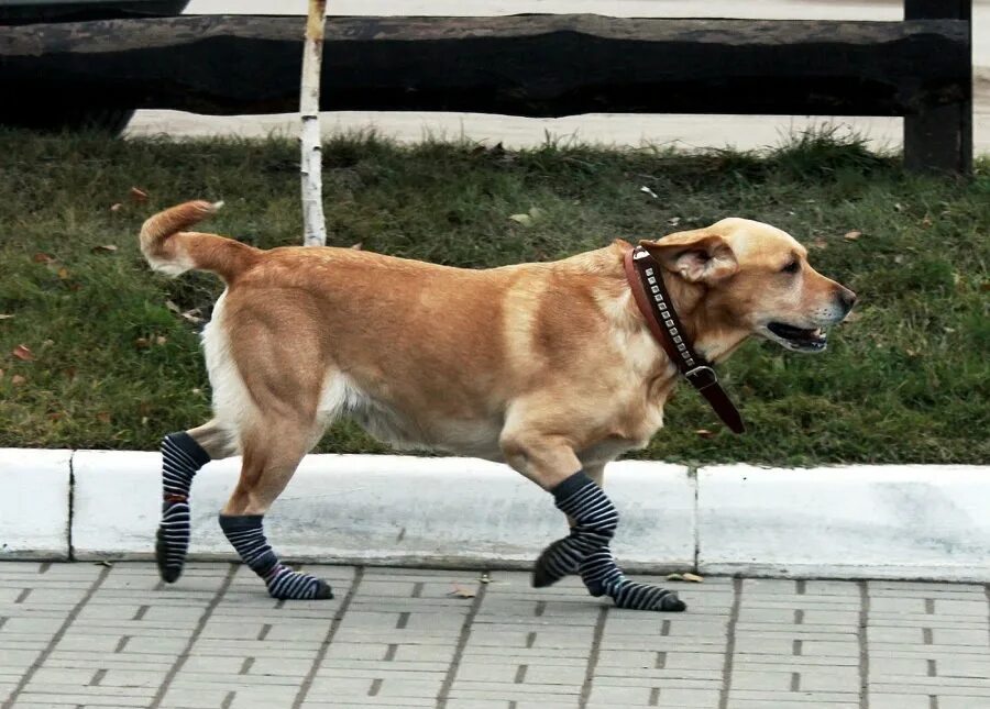 солист щенков фото в носке. солист щенков фото в носке. собака в носках. солист щенков фото в носке. пес в носках.