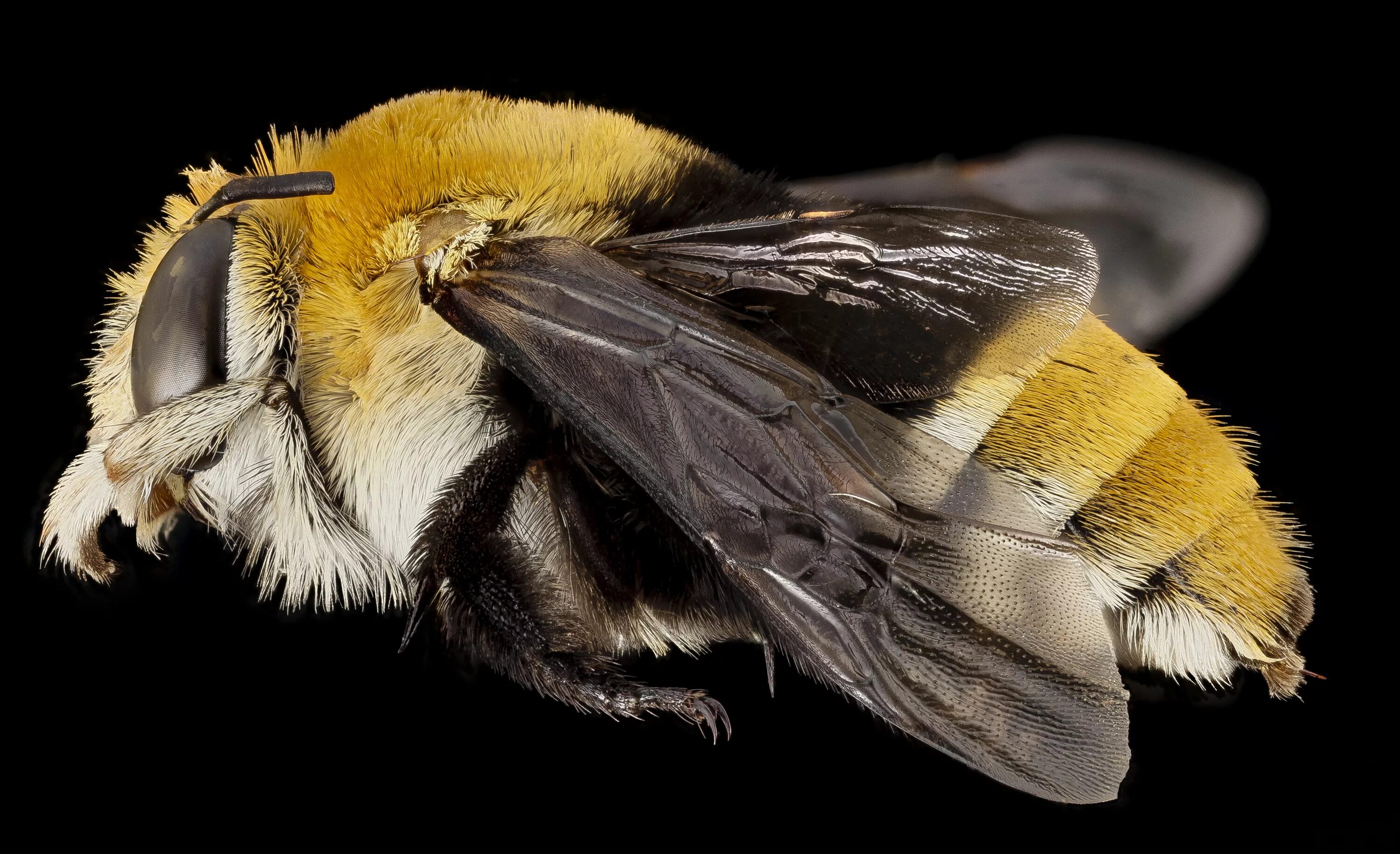Амегилла пчела. Шмель окаймленный. Крылья пчелы. Крылья шмеля.