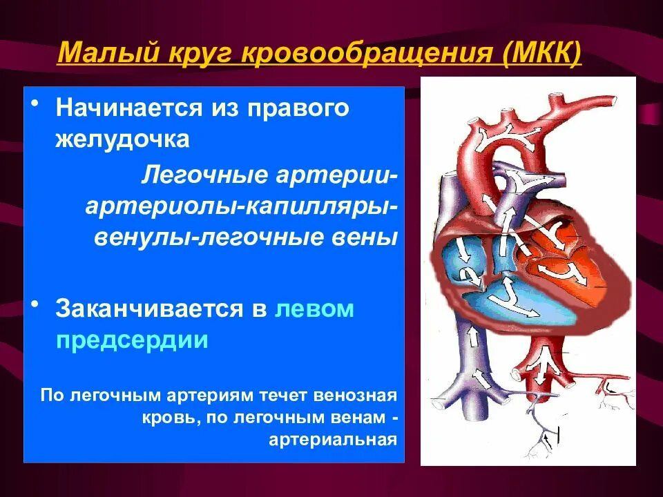 Малый круг кровообращения заканчивается в предсердии. Мылый крук кровообращения. мальыыкруг кровообращения. малый круг кровообращения. малый круг кровообращения й.