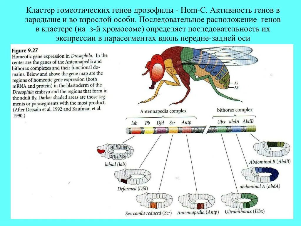 How do geneticists indicate the location of a gene?: MedlinePlus Genetics