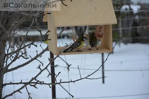 Давай кормушку