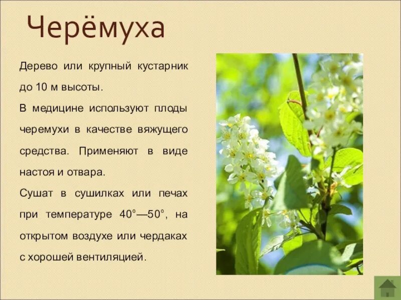 Метафоры черемуха. Черёмуха описание растения. научное описание черемухи. черёмуха обыкновенная описание. черемуха обыкновенная сообщение.