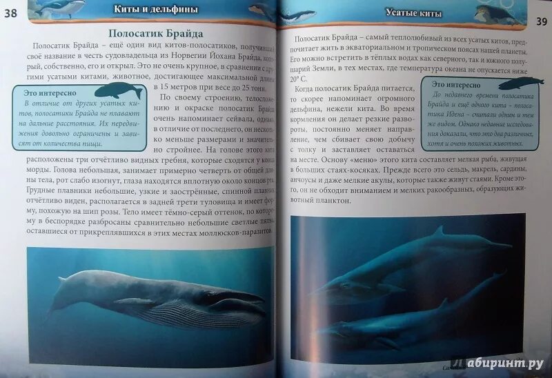 Книга про кита. Киты и дельфины. Энциклопедия. Энциклопедия про китов. Книга про китообразных. Книга киты дельфины.