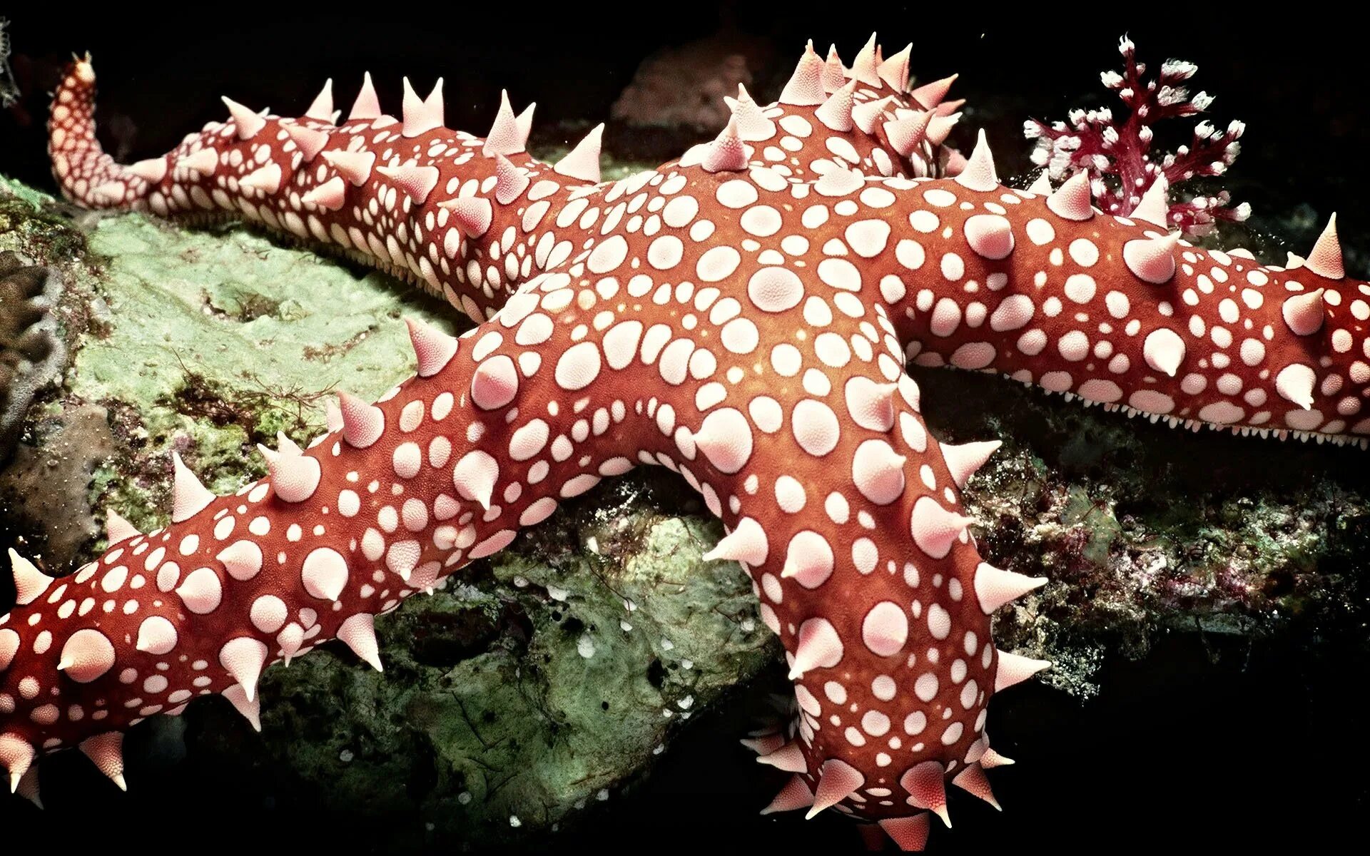 Морская звезда. Обитатели моря. Подводные обитатели океана. Необычные морские обитатели.