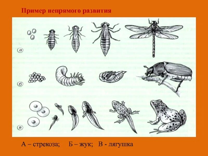 Какой тип развития характерен для стрекозы красотки. Развитие Стрекозы с полным превращением. Развитие Стрекозы полное или неполное превращение. Развитие с неполным превращением Стрекозы. Стрекоза фазы развития.