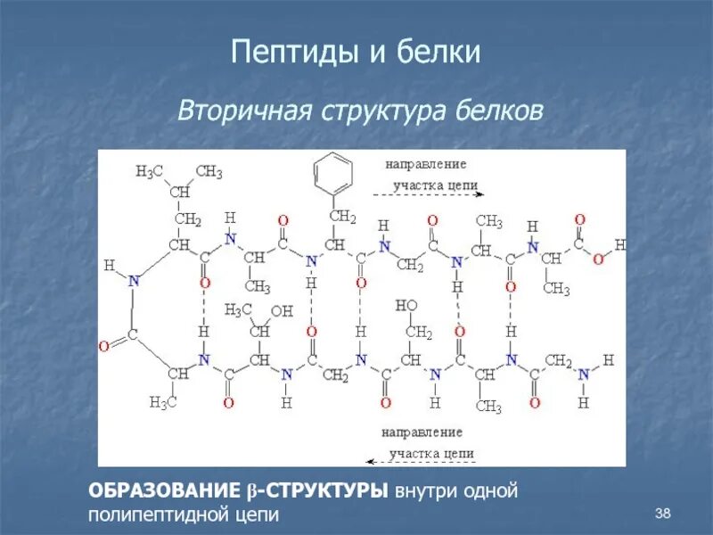 B строение