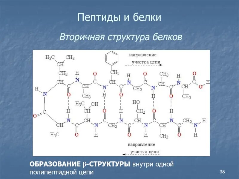 Образование белков. Полипептидная цепь. Структура b6.