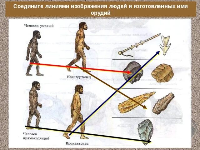 Последовательность использования предками человека орудий. Человек прямоходящий орудия труда. Человек умелый орудия труда. Орудия труда неандертальцев. Эволюция орудий труда человека.