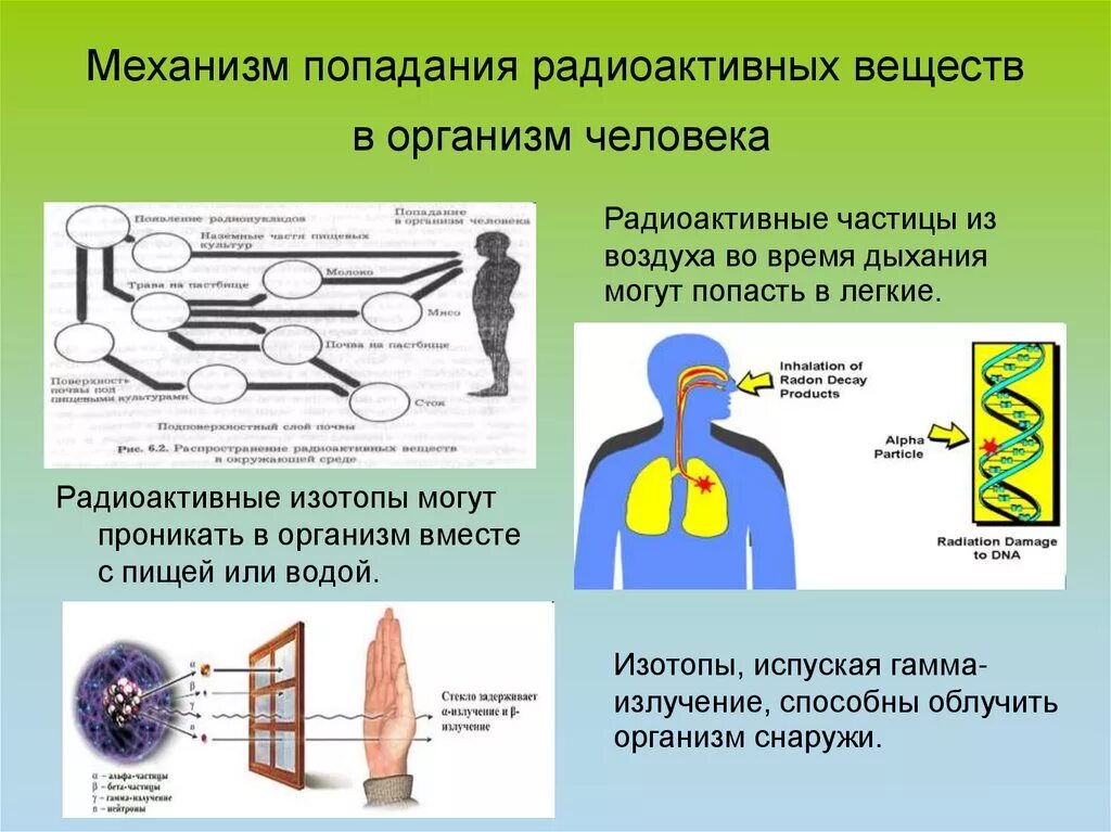 После попадания в организм. Механизм воздействия радиации на организм. Механизм действия радиации на организм человека. Радиоактивные вещества в организме человека. Влияние радиоактивных веществ.