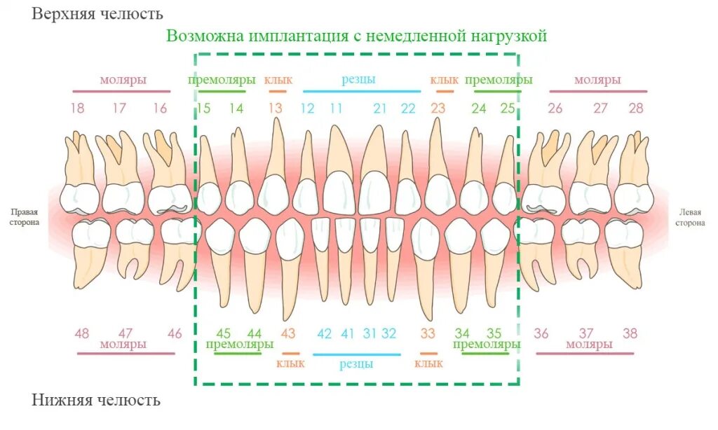 Нумерация зубов у человека в стоматологии схема взрослых. Резцы клыки премоляры моляры анатомия. Схема зубов человека с нумерацией стоматологии. Схема зубов нижней челюсти.