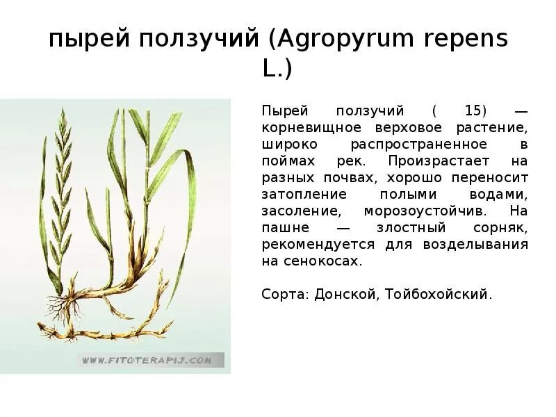 Корневище пырея ползучего. Корневище пырея ползучего