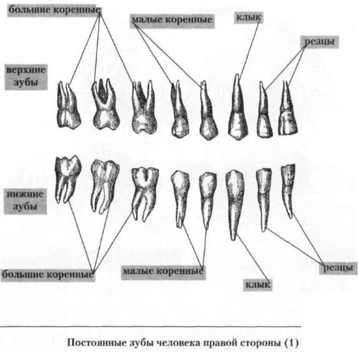 Название зубов. Схема прорезывания моляров. Глазной зуб. Болят глазные зубы. 6 зуб снизу у детей.