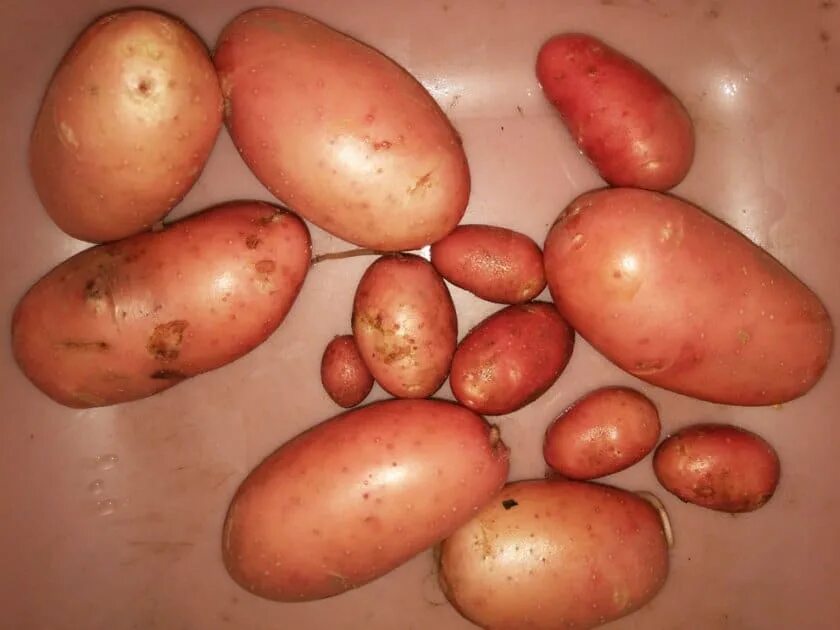 Сорт картошки Снегирь. Ранние сорта картофеля. Рассыпчатые сорта картофеля. Сорта картофеля для Урала урожайные. Фото картофеля снегирь