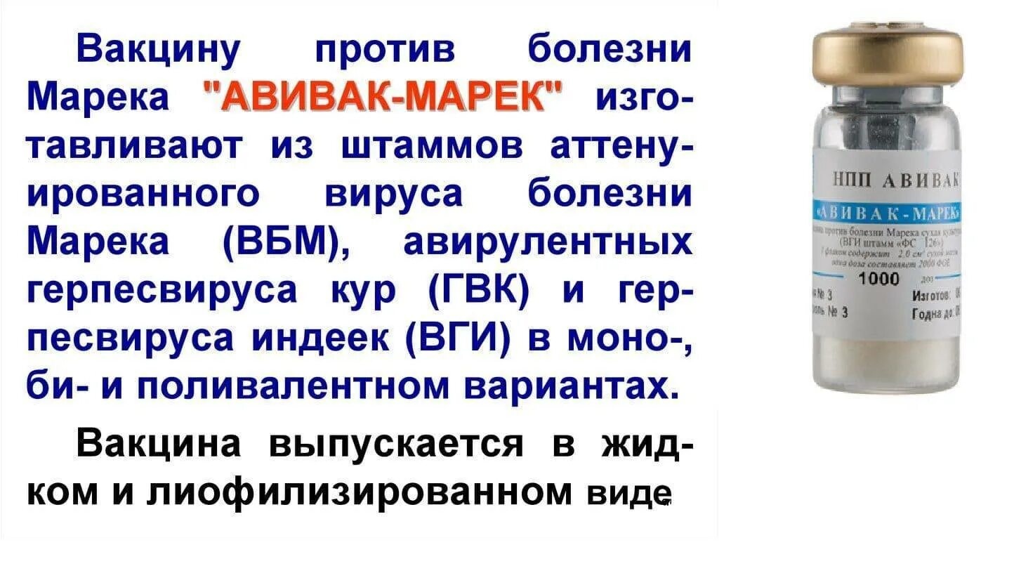 Прививка купить вакцину. Вакцина против болезни Марека кур. Вакцины для птиц против болезни Марека. Вакцина против болезни Ньюкасла. Вакцина Марека для кур.