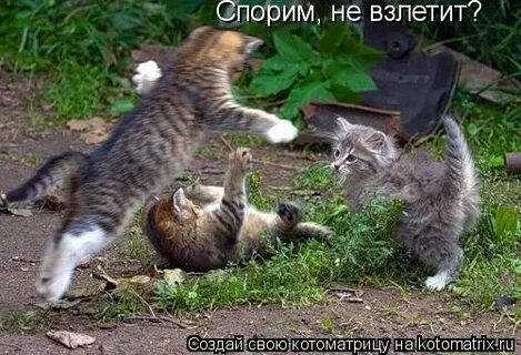 Учи кошки