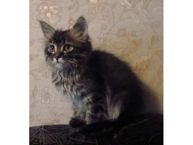 Котята череповец. Котята череповец