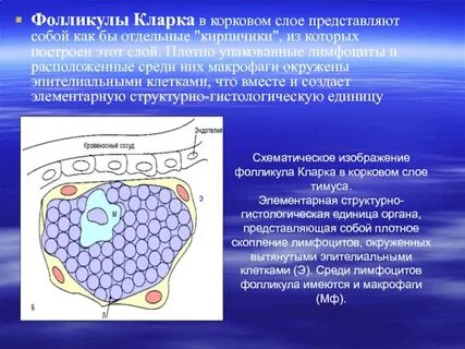 Фолликулы это что простыми словами