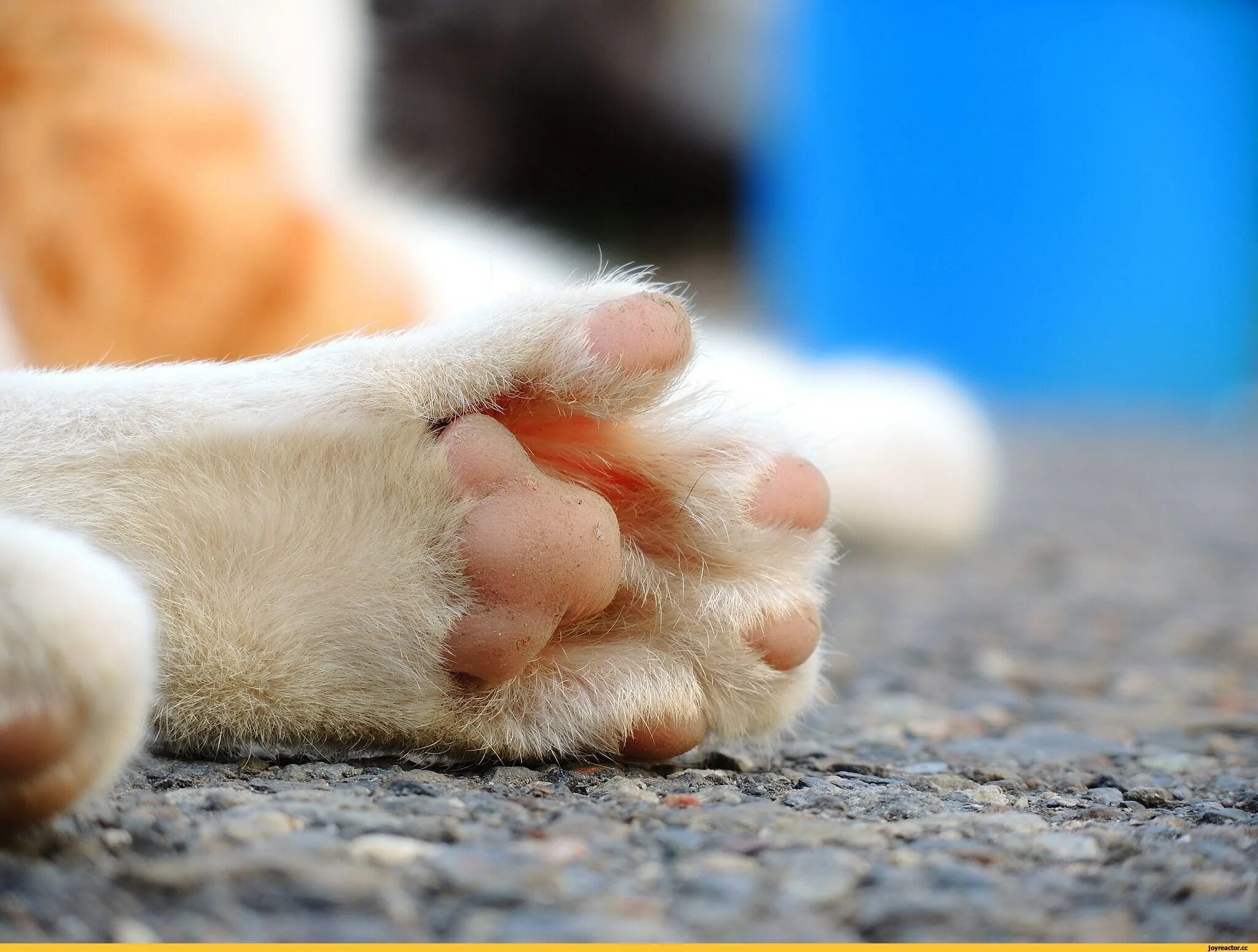 Кот полосатые лапы. Лапы животных. Пушистые лапки. Лапка кошки. Лапка кошки.