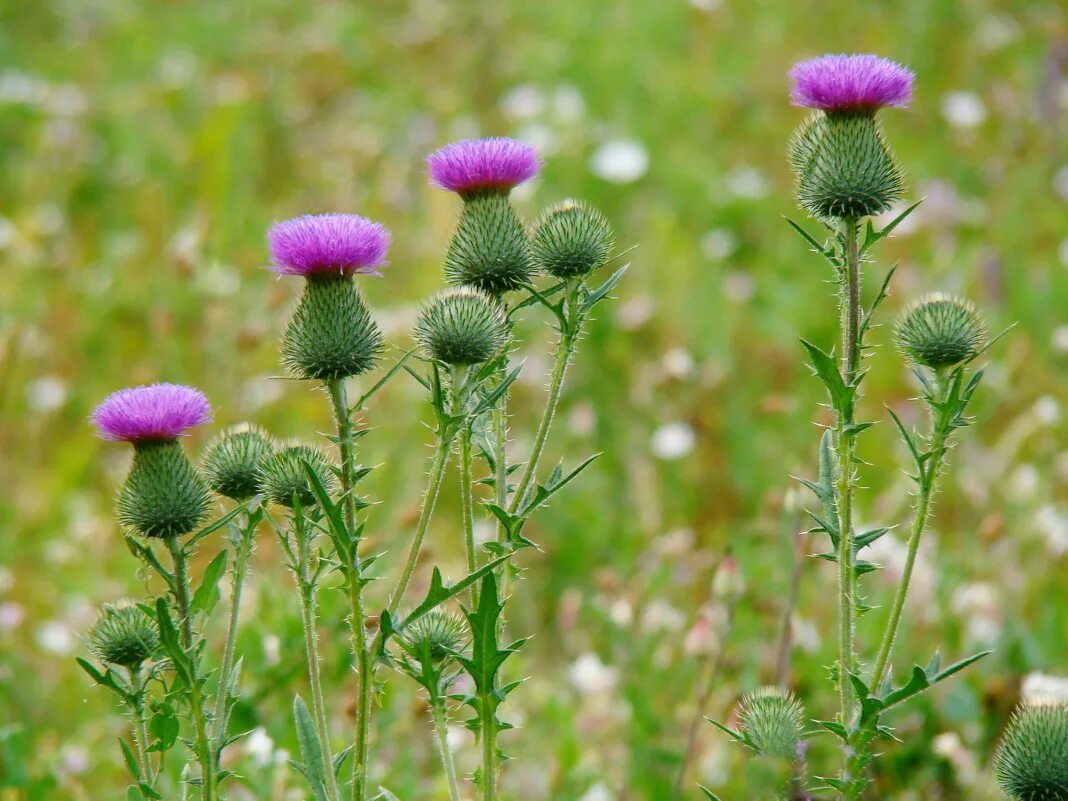 Осот полевой сорняк. Бодяк полевой (Cirsium arvense). Осот розовый Бодяк полевой. Бодяк чертополох.