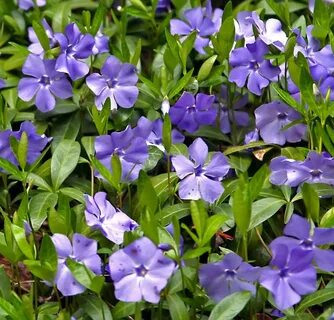 Vinca blue
