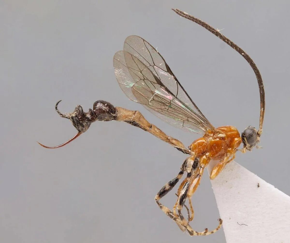 жало муравья. насекомое с красным жалом. муравей древоточец с крыльями. оса пелопей. оса пелопей кокон.