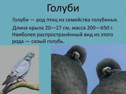 Вид птиц род семейство