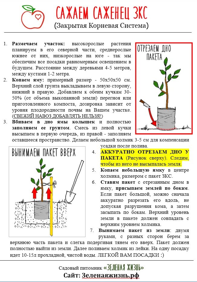 Посадка аквариумных растений. Схема посадки ремонтантной малины в открытом грунте весной. Посадка кустарников. Правила посадки растений. Схема посадки луковичных цветов на клумбе.