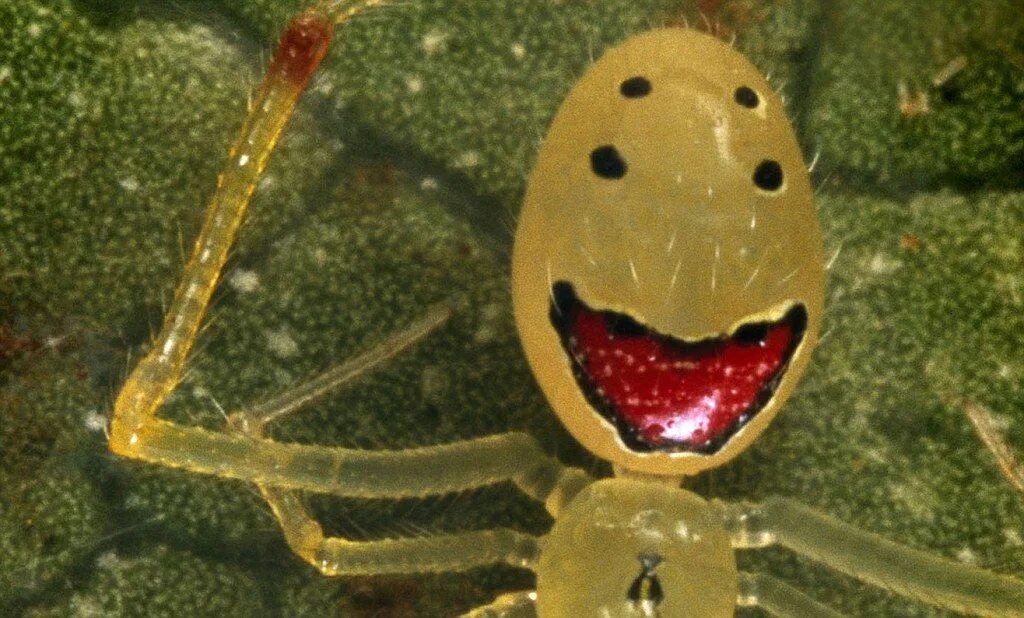 Spider Theridion grallator Smiley Maui, spider transparent background PNG clipar