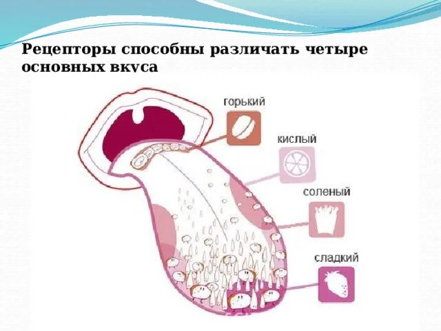 Пищеварительная система 2