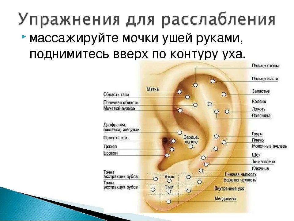 Правда ухо. Строение мочки уха человека. Строение уха мочка уха. Ухо строение анатомия мочка. Мочка уха строение и нервные окончания.