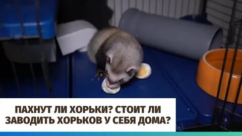 Завести ли