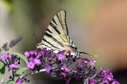 ...serangga, kesalahan, kupu-kupu, Flora, fauna, invertebrata, merapatkan, ...