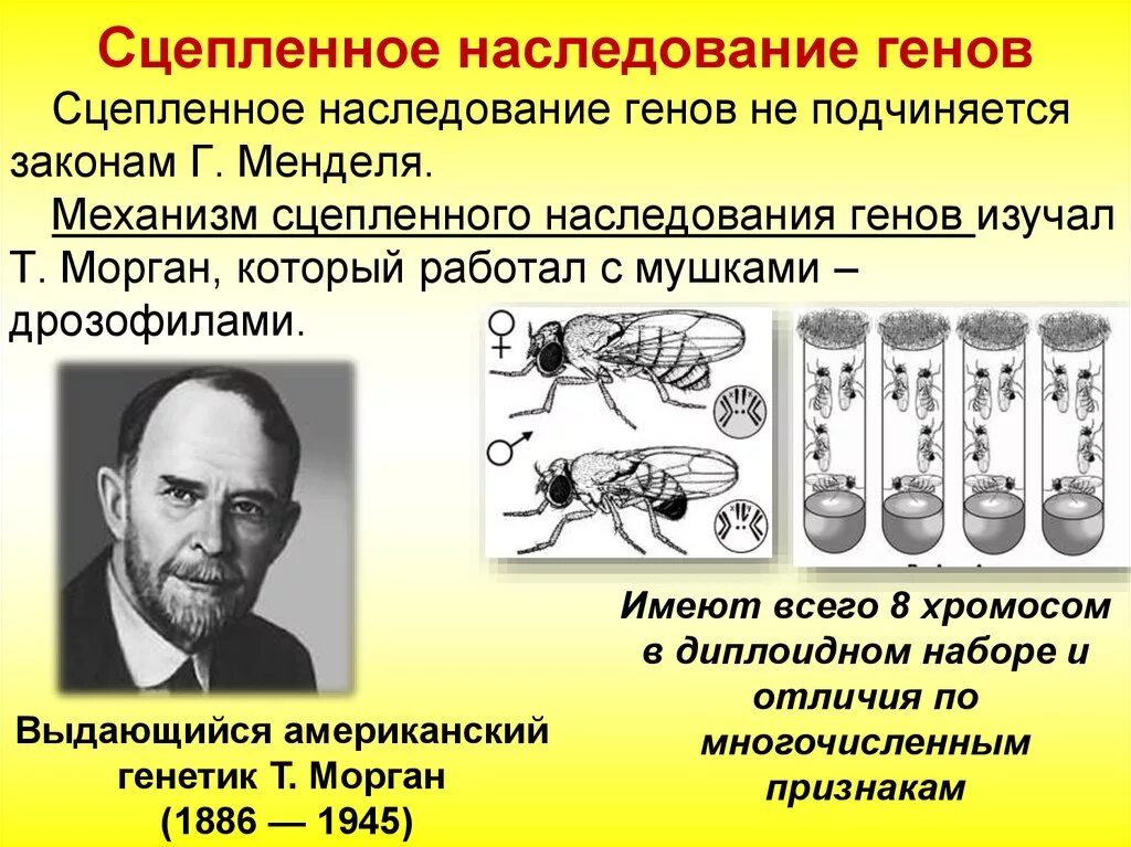 Создание хромосомной теории