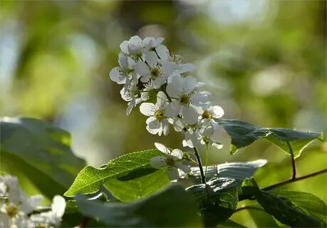 Караоке черемуха душистая