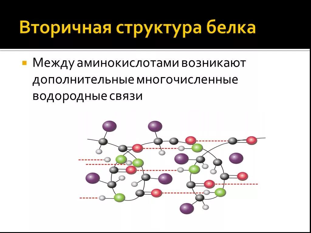 Белково водородные связи. Водородные связи во вторичной структуре белка. Образование водородной связи во вторичной структуре белка. Вторичная структура водородная связь аминокислоты. Вторичная структура аминокислот.