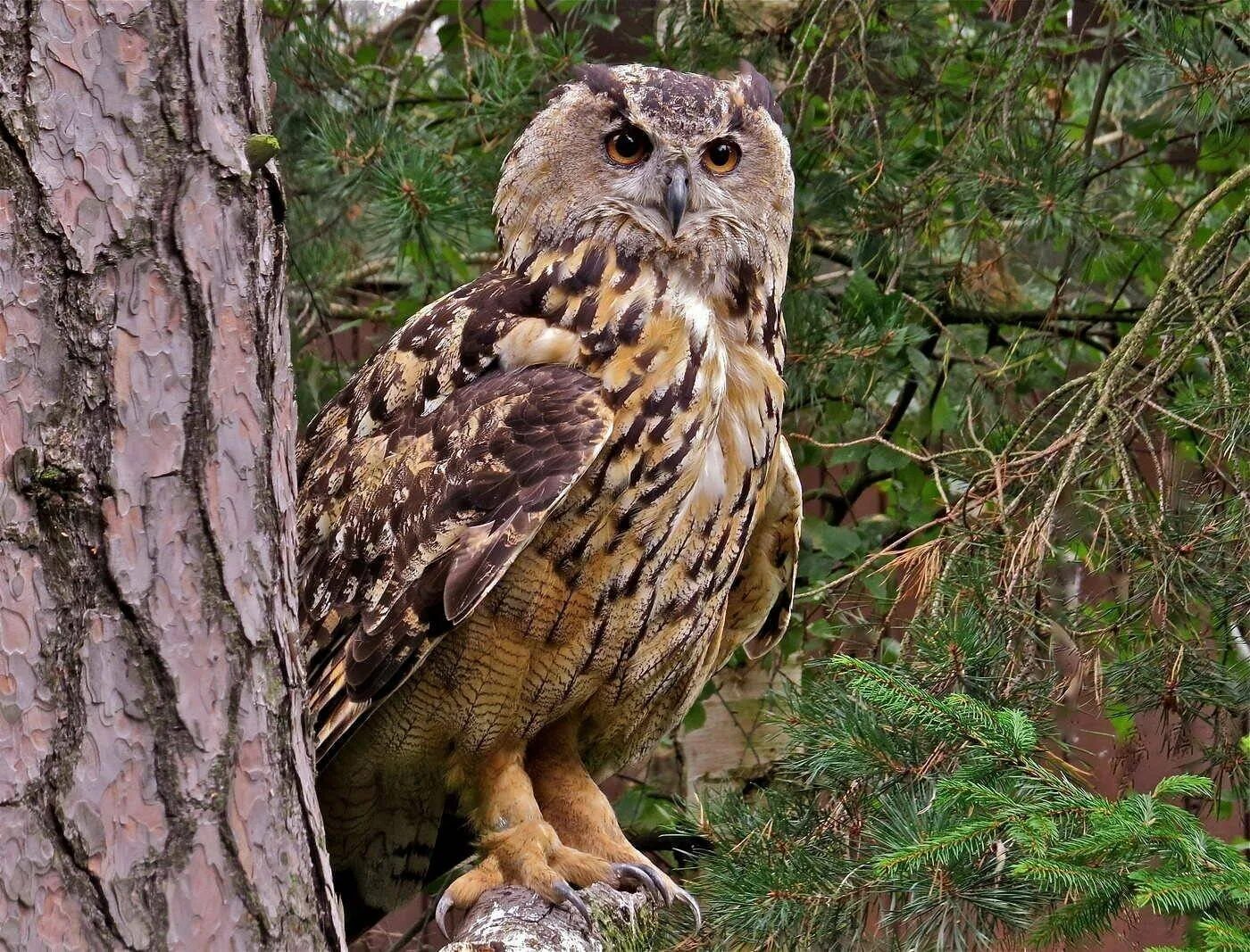 Филин обыкновенный (Bubo Bubo). Западносибирский Филин. Западно Сибирский Филин Тайга. Лесной Сыч неясыть