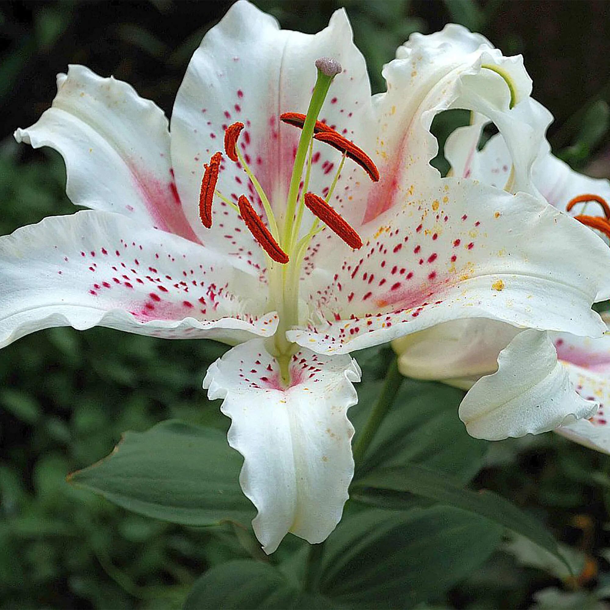 Лилия мускадет. Лилия восточный гибрид muscadet. Лилия мускадет. Лилия мускадет. Лилия восточный гибрид muscadet.