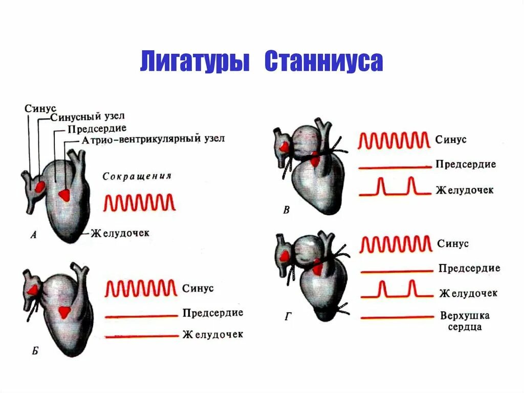 Сокращение изолированного сердца