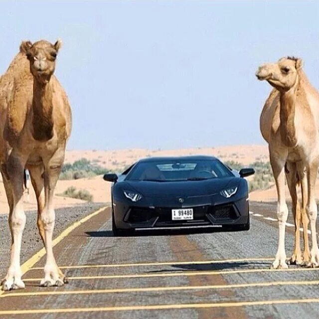 верблюд и автомобиль. автомобиль верблюд. верблюд на дороге. верблюд в машине. верблюд в машине.