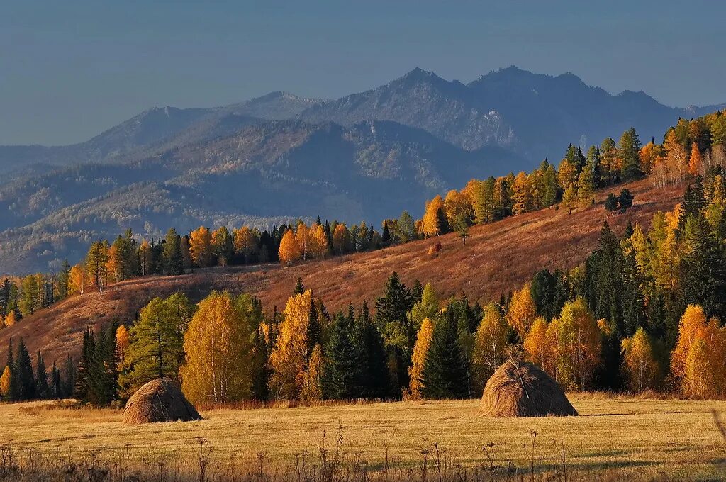 Алтайский край осенью. Природа алтайского края осень. Золотая осень горный алтай. Чуйский тракт золотая осень. Горный алтай катунь осень.