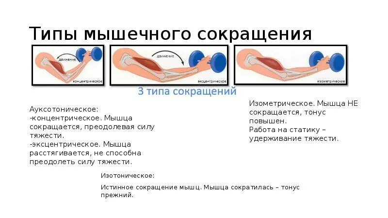 График работа мышц. Изотоническое и изометрическое сокращение мышц. Режимы сокращения мышц. Мышечное сокращение физиология изотонический. Типы мышечных сокращений.