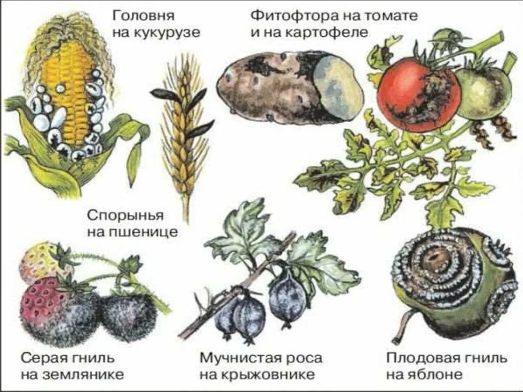 Паразитические грибы заболевания. Головня спорынья фитофтора. Головня спорынья фитофтора трутовик. Головня и спорынья грибы паразиты. Болезнетворные грибы на растениях.