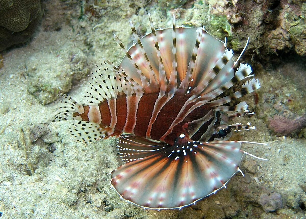 Морская бабочка фото Бабочка вымпельная белоперая, XL /Heniochus acuminatus (от 14см до 18см) от комп