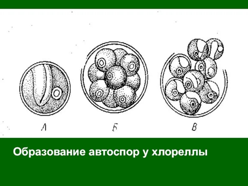 Цикл хлореллы. Бесполое размножение хлореллы. хлорелла жизненный цикл схема. цикл развития хлореллы схема. автоспоры хлореллы.